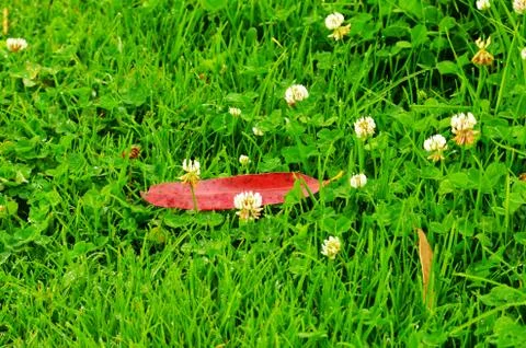 Image shows a red eucalyptus leaf on green grass. Some white flowers of the g Stock Photos