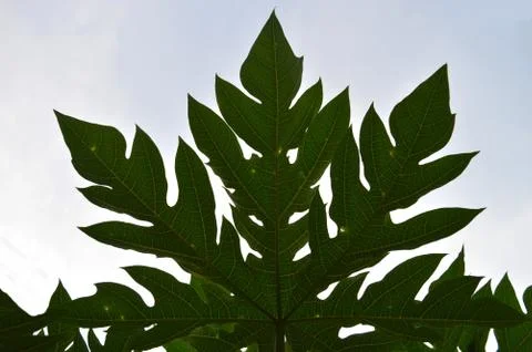 Image shows the shape of a papaya leaf against the sky. Stock Photos