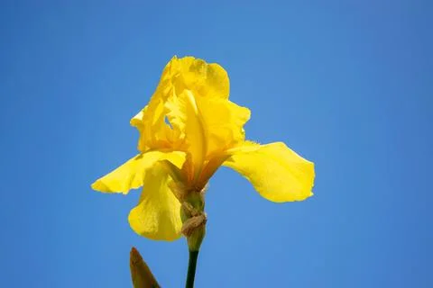 This image shows a single yellow iris flower against a bright blue sky. The Stock Photos