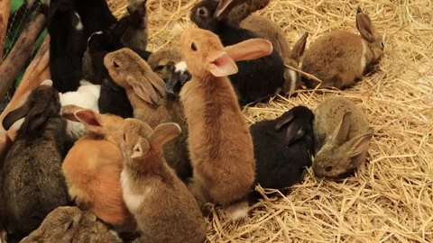 The image shows a small brown rabbit sitting on a bed of straw or hay Stock Footage 287267817
