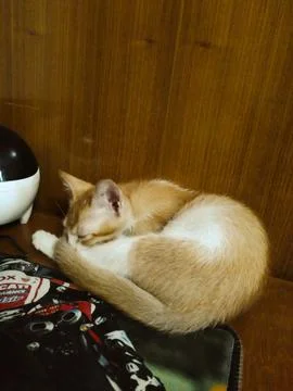 The image shows a small orange and white cat sitting on a laptop. The cat i.. Stock Photos