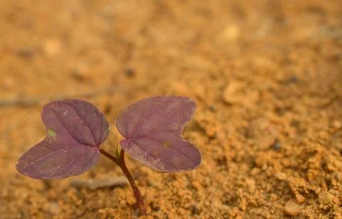 Image shows a small purple sapling on the soil. Represents life and how natur Stock Photos