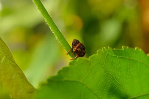 Image shows a small red bug sitting on a branch. Trying to hide behind a leaf Stock Photos