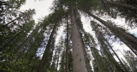 The image shows tall pines in a forest, revealing the beauty Stock Footage 280179567