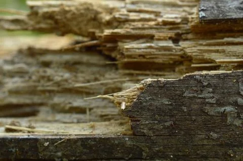 Image shows the texture of a tree bark that is broken and in different stages Stock Photos