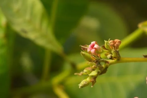 Image shows a tiny flower with some parts in focus. There is space available  写真素材
