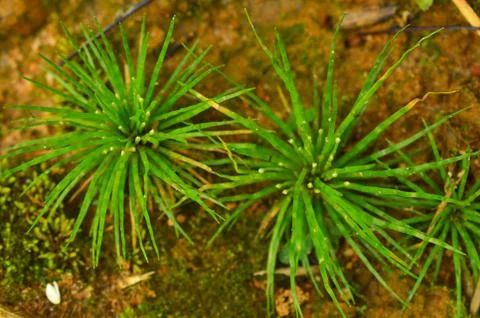 Image shows tiny spiral shaped plants on the ground. ven down to the level of 스톡 사진