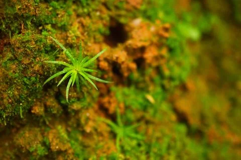 Image shows tiny spiral shaped plants on the ground. ven down to the level of Stock Photos