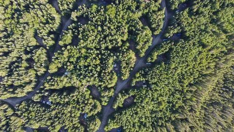 The image shows a top view of a dense pine forest with a winding road cutting Stock Photos
