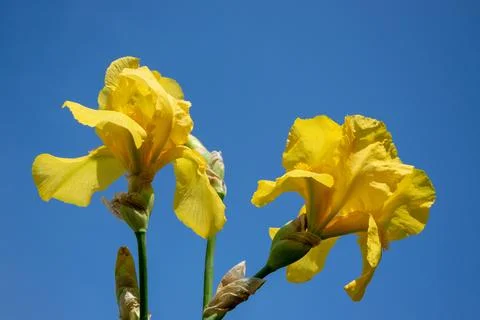This image shows two bright yellow Iris flowers in full bloom against a clear Stock Photos