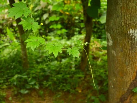 Image shows a vine with its runners extended. The runners look for plants or  Stock Photos