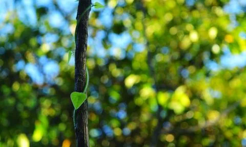 Image shows a vine on a tree with a leaf in the shape of a heart. Space for t Stock Photos