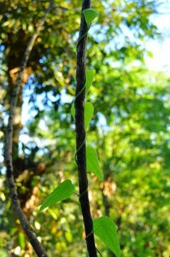 Image shows a vine on a tree with a leaf in the shape of a heart. Space for t Stock Photos