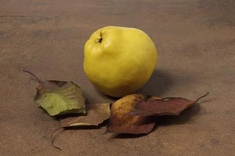 Image of a single quince fruit surrounded by fallen tree leaves. Cydonia ob.. Stock Photos