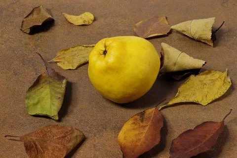 Image of a single quince fruit surrounded by fallen tree leaves. Cydonia ob.. Stock Photos