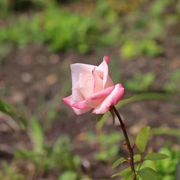 Image of a single rose in light tones on a blurred background. Stock Photos