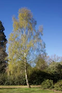 Image of single silver birch tree with foliage in spring against blue sky Stock Photos