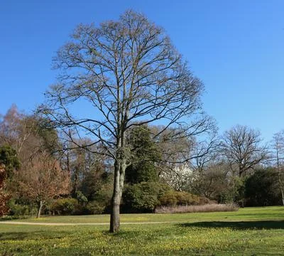 Image of single tree without foliage in spring against blue sky Stock Photos
