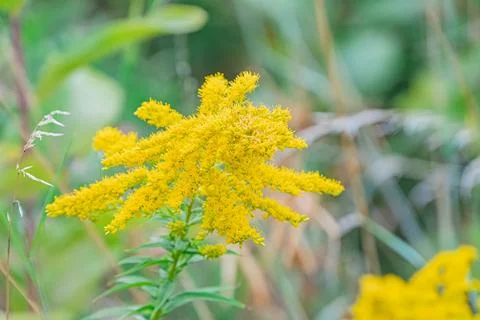 Image of a single yellow star-shaped flower plant amidst lush green foliage.. Stock Photos
