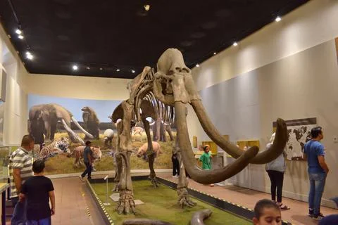 Image of the skeleton of a mammoth inside the regional museum of Guadalajara Stock Photos