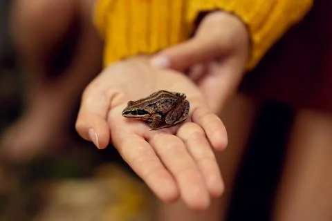 An image of a small brown frog sitting on a hand. Stock Photos
