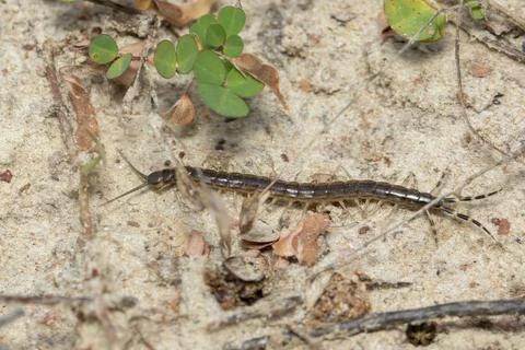 Image of a small centipede on the ground. Insect. Animal. Stock Photos
