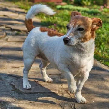 An image of a small dog. Stock Photos