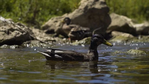 Image of a small duck swiming at a river, Germany. Video stock 102851487