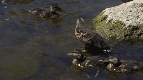 Image of a small duck swiming at a river, Germany. 動画素材 102851533