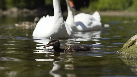 Image of a small duck swiming at a river, Germany. Stock Footage 102851540
