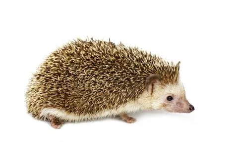 Image of small hedgehog isolated on white background. Wild Animals. Stock Photos