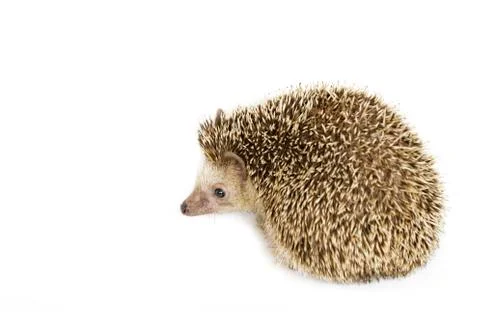 Image of small hedgehog isolated on white background. Wild Animals. Stock Photos