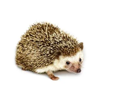 Image of small hedgehog isolated on white background. Wild Animals. Stock Photos