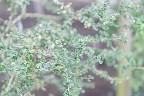 The image is a small, low-quality close-up of an unidentified plant with smal Stock Photos