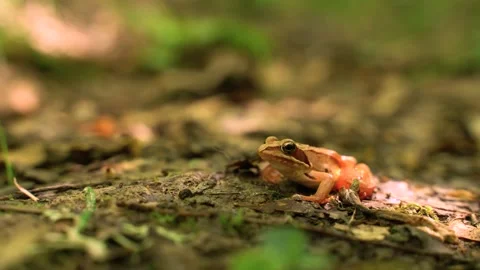 Image of small orange frog at nature Stock Footage 139059876
