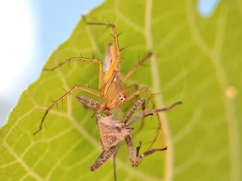Image of a small spider holding its prey 库存照片