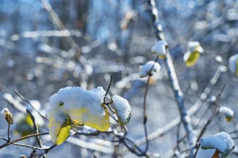 Image of small twigs under the snow. Stock Photos