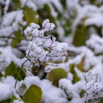 Image of small twigs under the snow. Stock Photos