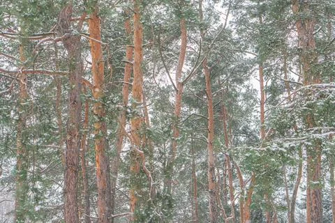 Image of a snowy pine forest during winter, with subdued lighting and no vi.. 스톡 사진