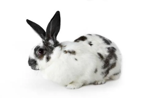 Image of soft spotty rabbit isolated over white background Stock Photos