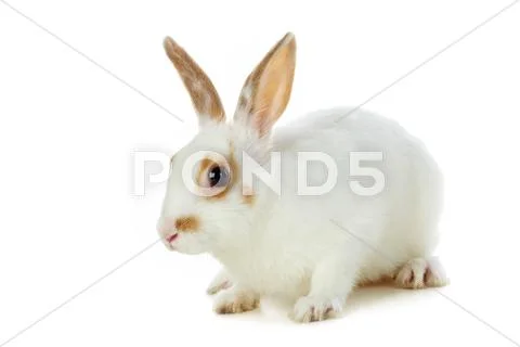 Image of soft white rabbit isolated over white background Stock Photos