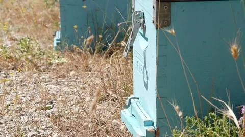 Image with Some Fixed Comb Bee Hive and Bees Activity in Countryside Location Stock Footage 78028148