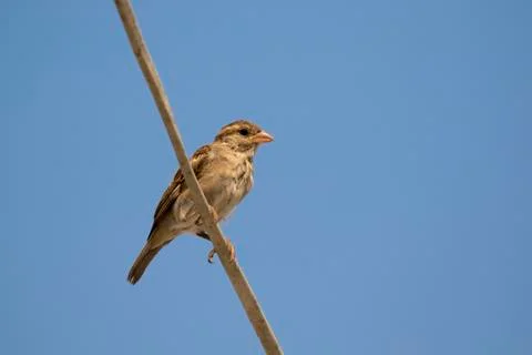 Image of sparrow on sky background. Bird Stock Photos