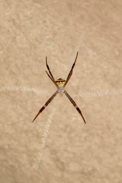 Image of spider on a brown background. Insect Animals. Stock Photos