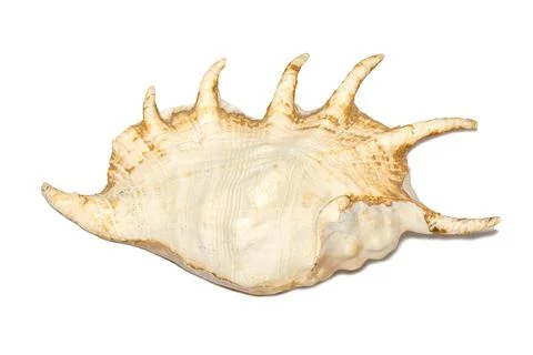 Image of spider conch seashell (Lambis truncata) on a white background. Sea s Stock Photos