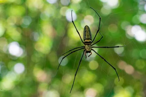 Image of Spider Nephila Maculata, Gaint Long-jawed Orb-weaver in the net. Ins Foto stock