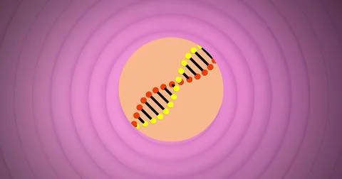 Image of spinning dna structure over concentric circles against purple Stock Photos