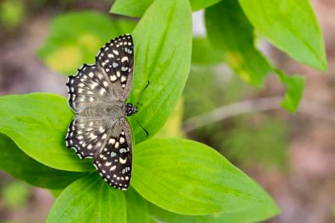 Image of The Spotted Angle Butterfly (Caprona agama agama Moore,1858) on gree Stock Photos
