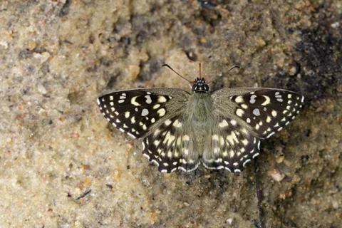 Image of The Spotted Angle Butterfly (Caprona agama agama Moore,1858) on the  Stock Photos