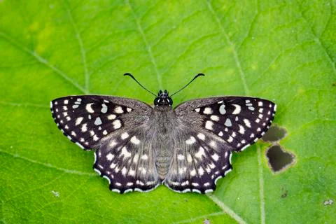 Image of The Spotted Angle Butterfly (Caprona agama agama Moore,1858) on gree Stock Photos